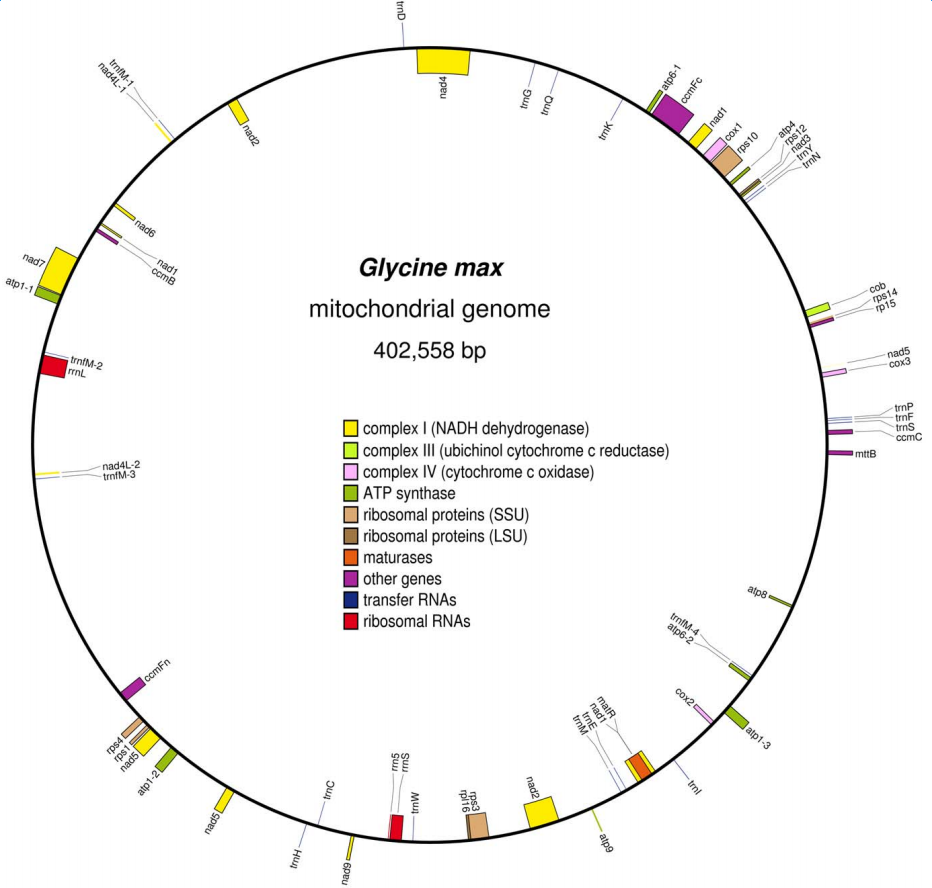 Mitochondria Genome